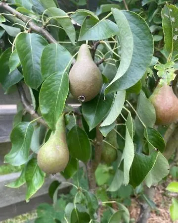 Les Jardins De L'ecume * סן-לוראן-סור-מר