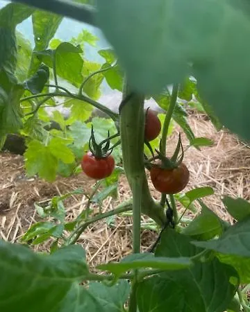 Les Jardins De L'ecume לינה וארוחת בוקר סן-לוראן-סור-מר